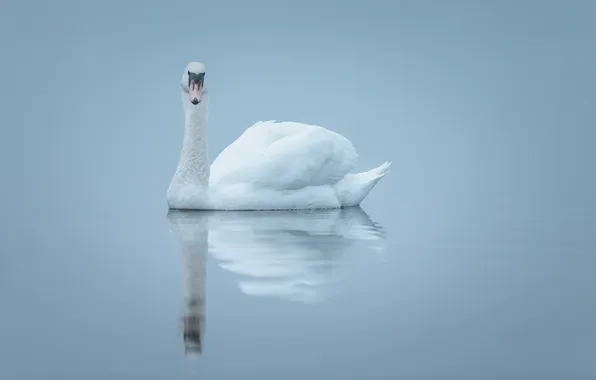 Fog, lake, reflection, mirror, Swan