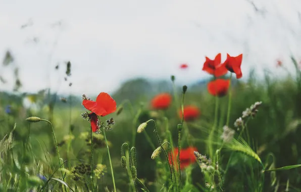 Field, grass, flowers, Maki, blur