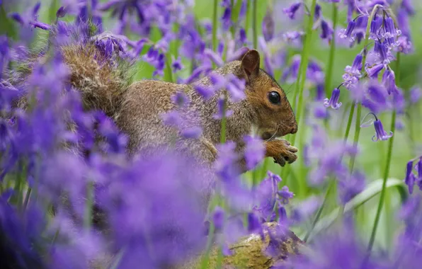 Picture flowers, grey, protein, lilac, bokeh