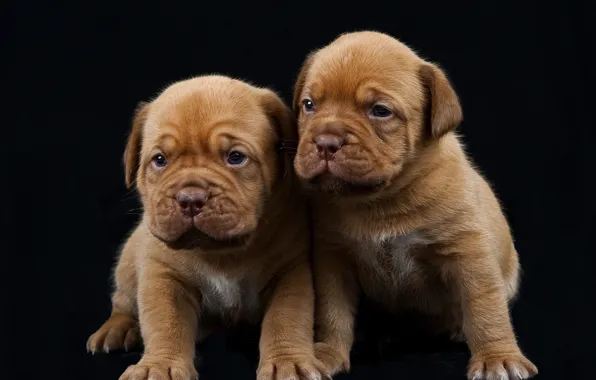 Picture puppies, black background, Dogue de Bordeaux