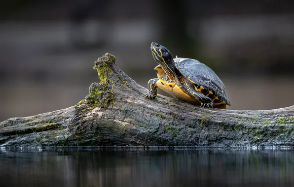 Turtle, snag, log, pond, bug, water, water turtle