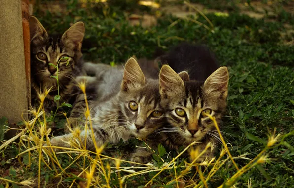 Grass, cats, nature, glade, kittens, grey, trio, striped