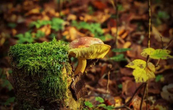 Autumn, forest, leaves, mushroom, stump, bokeh