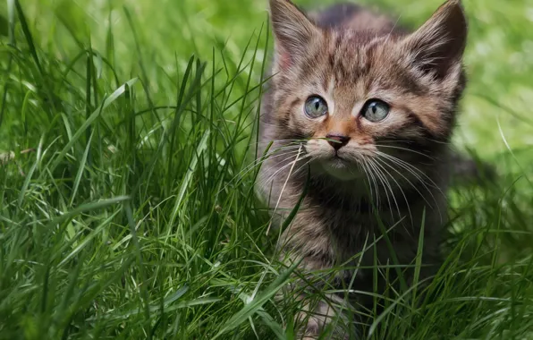 Picture grass, walk, kitty, wild cat, forest cat