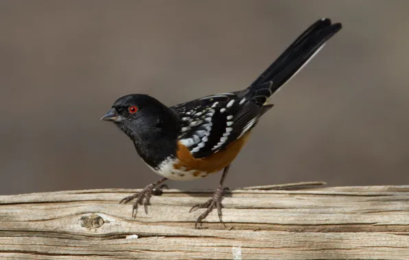 Picture bird, beak, tail, spotted towy