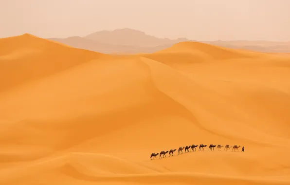 Picture desert, dunes, camels, caravan
