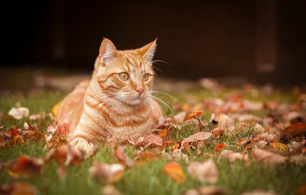 Autumn, cat, leaves, portrait, red cat