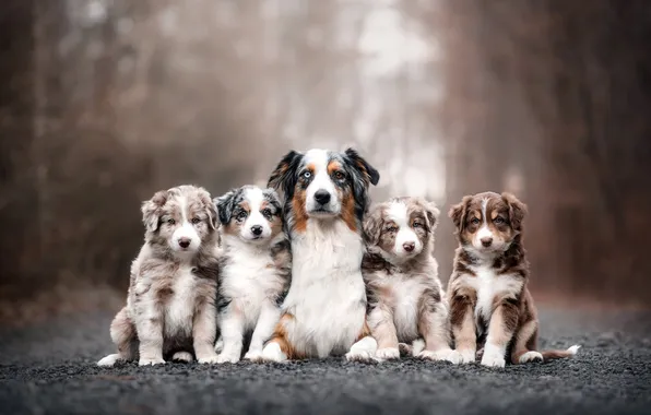 Dogs, look, nature, pose, dog, puppies, puppy, face
