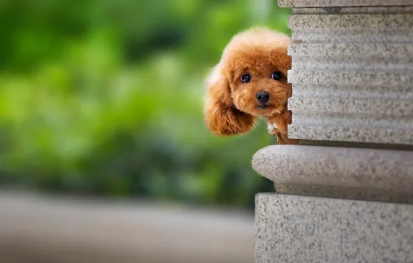 Greens, look, nature, pose, dog, baby, red, puppy