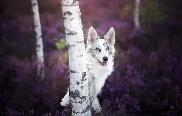 Look, dog, birch