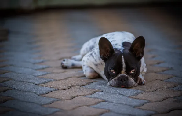 Picture look, each, dog, French Bulldog