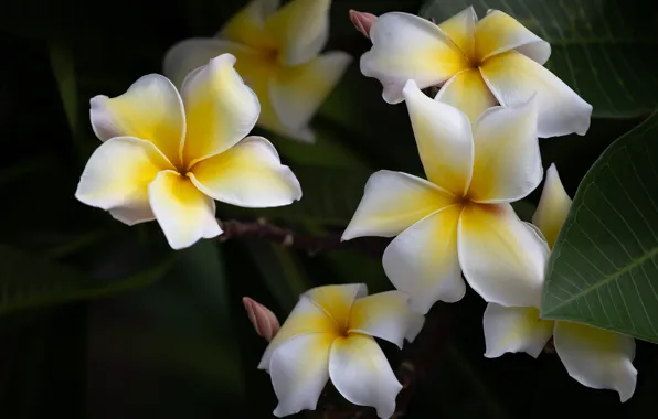 Leaves, macro, flowers, the dark background, white, plumeria, frangipani