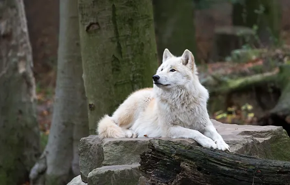 Forest, white, stones, wolf, lies, log, polar
