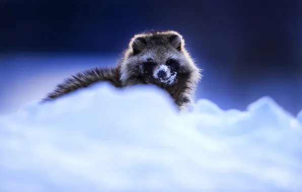 Winter, look, snow, nature, the snow, raccoon, face, blue background