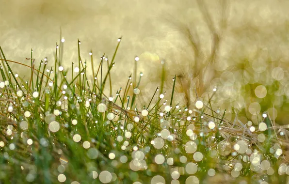 Grass, drops, macro, Rosa, glare, bokeh, razmytost