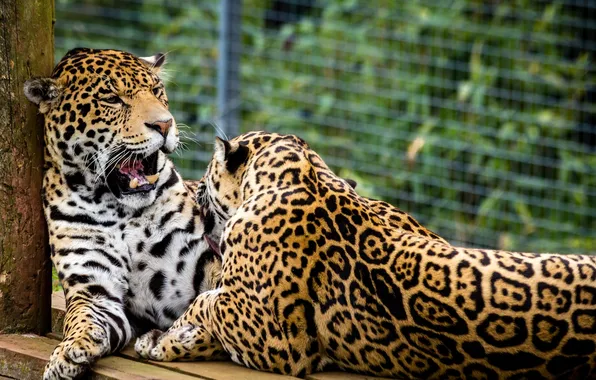 Pair, wild cats, jaguars