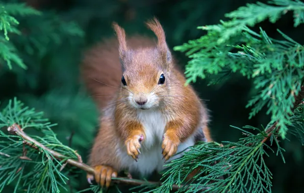 Picture nature, protein, animal