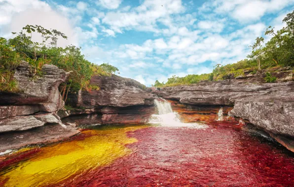 Colombia, Colombia, algae, Meta, algae, National Park of Sierra de la Macarena, Meta, National Park …