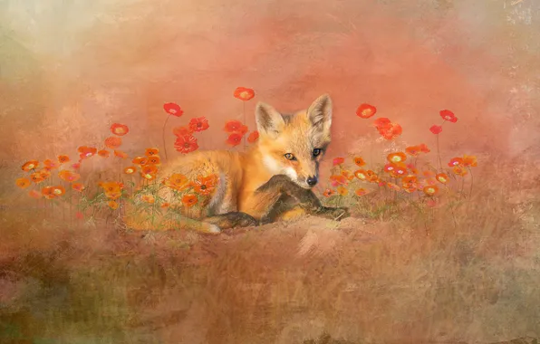 Summer, flowers, glade, Maki, treatment, Fox, lies, Fox