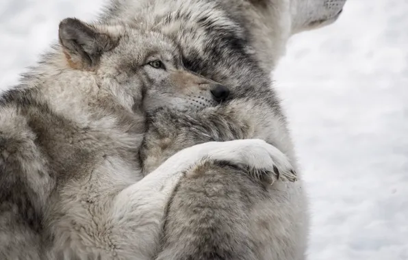Love, nature, predator, animal, wolf, wildlife, portrait., Canis lupus. face • wolf • portrait • …