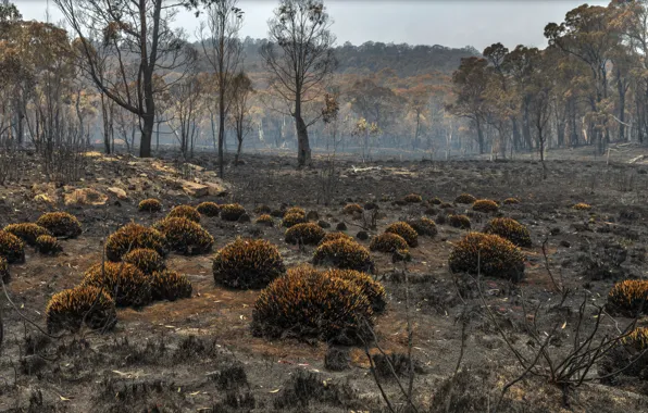 Australia, Guy Fawkes, New South Wales, New England National Park