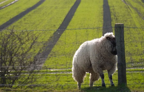 Field, the fence, sheep, nice, sheep, sweat