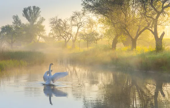 Trees, fog, lake, pond, dawn, bird, morning, Swan