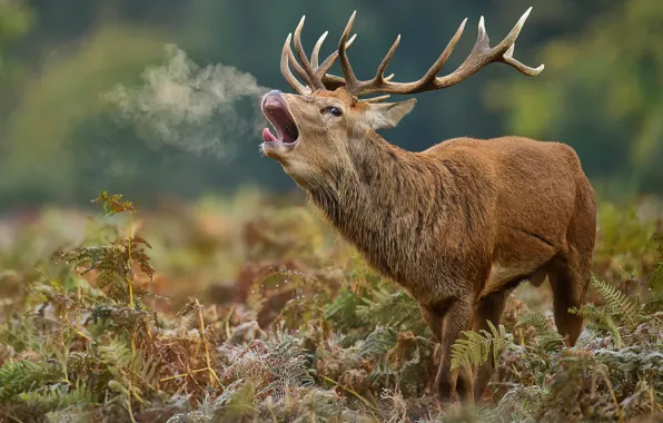Frost, autumn, nature, deer, horns, roar