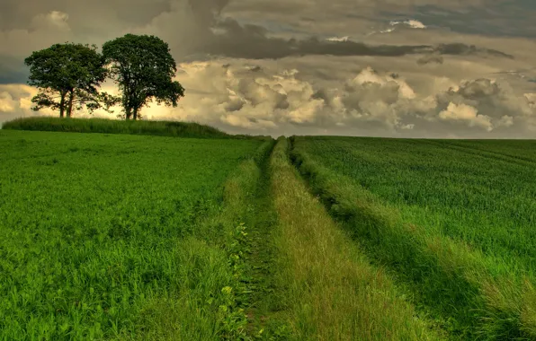 Road, greens, field, summer, grass, clouds, trees, clouds