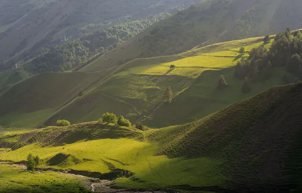 Summer, trees, mountains, field, space, forest, meadows, the play of light