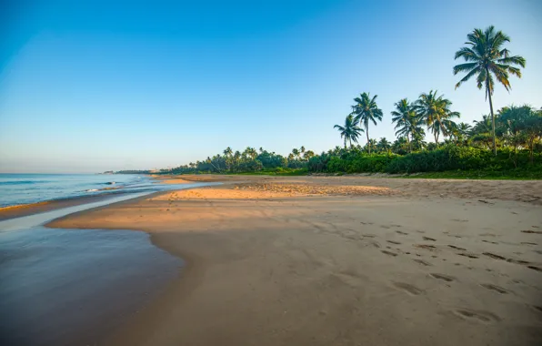 Picture beach, palm trees, coast, Sri Lanka, Bentota Beach