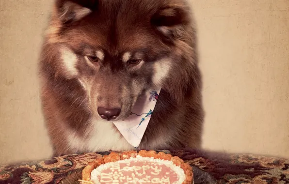 Picture each, birthday, holiday, dog, cake
