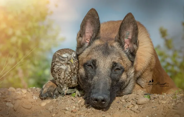 Dog, friends, shepherd, owlet, Belgian, Malinois