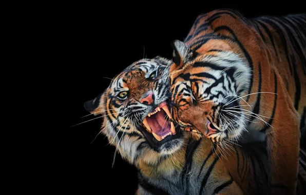 Look, face, tiger, portrait, mouth, pair, fangs, grin