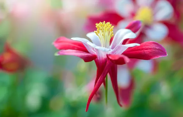 Flower, macro, red-white, bokeh, the catchment, Aquilegia
