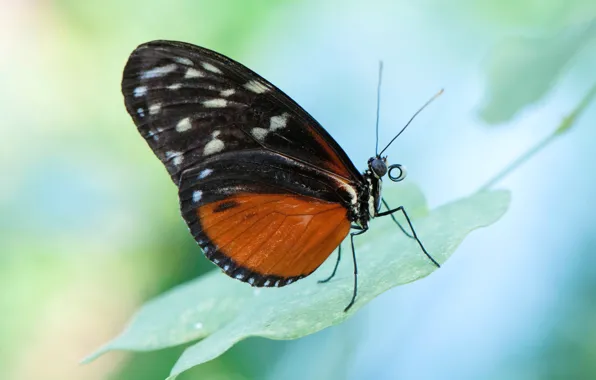 Nature, butterfly, moth