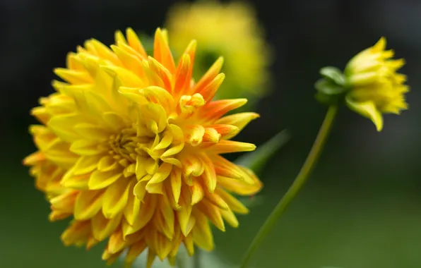 Picture flower, petals, flowering, Dahlia, yellow-orange