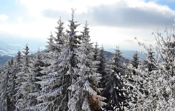 Snow, pine, the top, Smereka