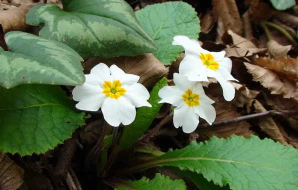 Wallpaper, flower, spring