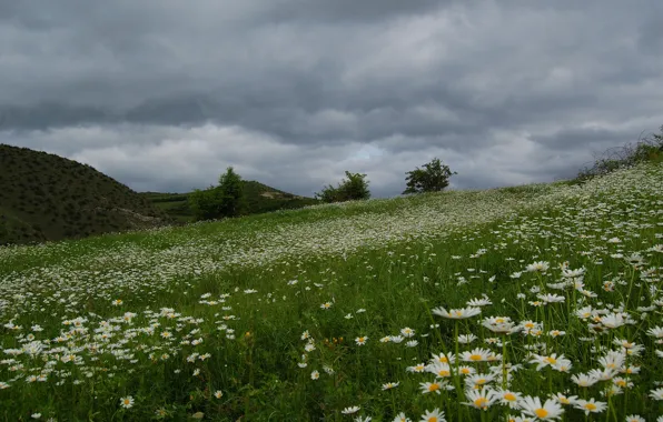 Field, beautiful, daisies