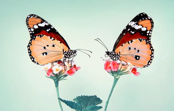 Macro, butterfly, flowers, insects, a couple, Duo, green background