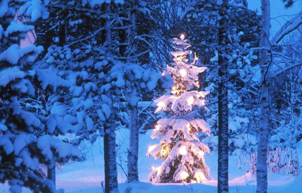 Forest, lights, tree, new year