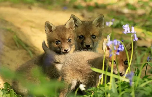Look, light, flowers, nature, three, Fox, company, trio