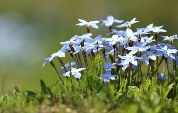 Flowers, spring, blue, clearing, green background, Bush, hionodoksa