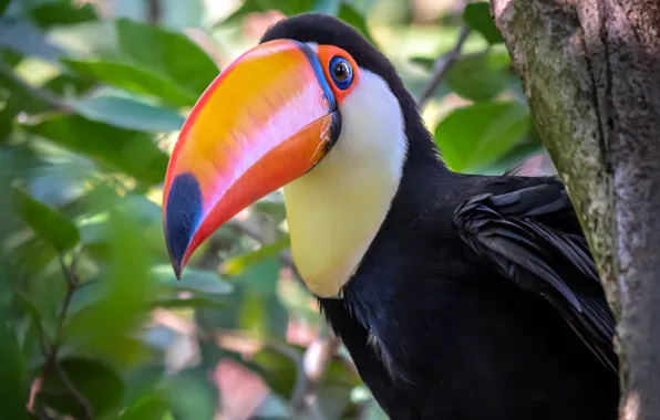 Bird, beak, Toucan