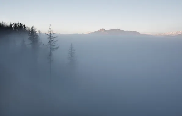 Trees, mountains, fog