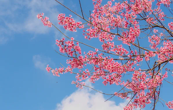 The sky, branches, spring, Sakura, flowering, pink, blossom, sakura