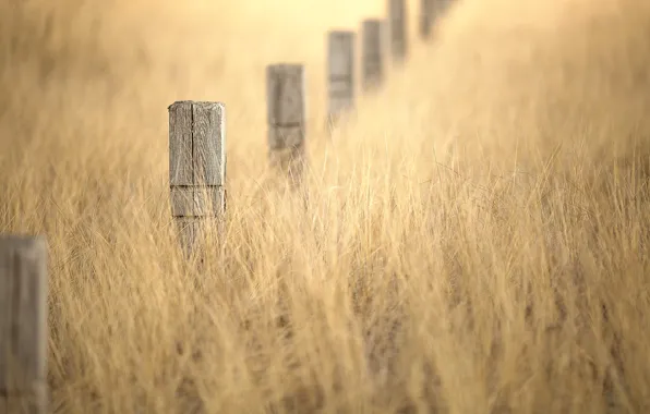 Picture grass, posts, bokeh, winter gold