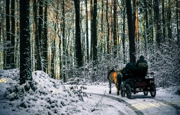 Picture forest, snow, trees, Winter, morning, frost, track, forest