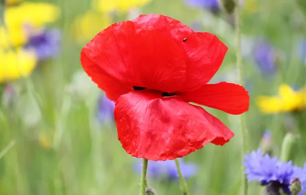 Field, flower, nature, plant, Mac, petals, meadow